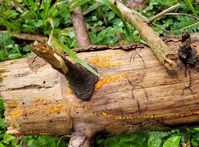 Lykožr&uacute;t korunov&yacute;