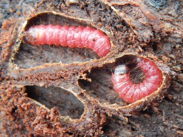 Drevotoč obyčajn&yacute;