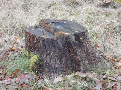 Drevotoč obyčajn&yacute;