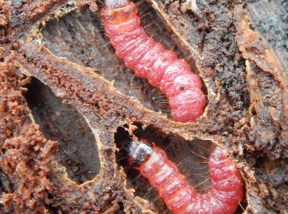 Drevotoč obyčajn&yacute;