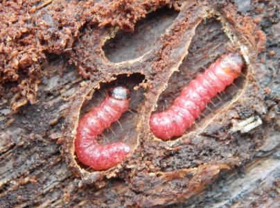 Drevotoč obyčajn&yacute;