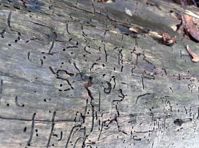 A - nejednoznačne určen&yacute;, nie sme si ist&iacute;