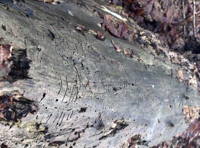 A - nejednoznačne určen&yacute;, nie sme si ist&iacute;