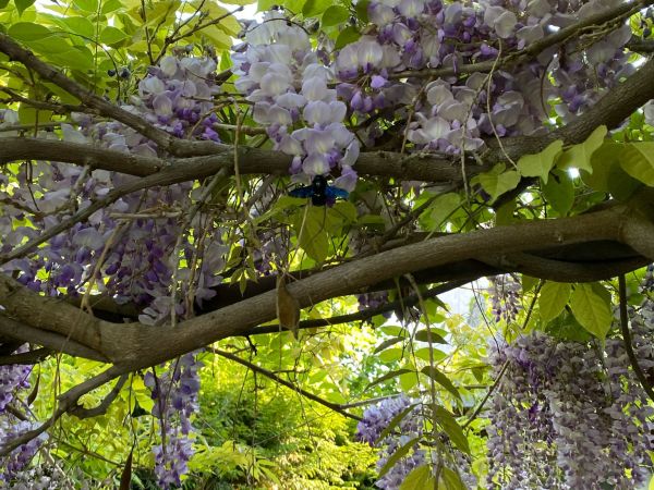 Drev&aacute;r fialov&yacute;