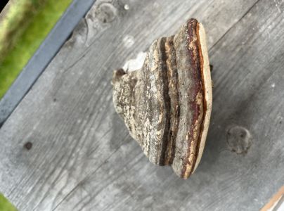 Pr&aacute;chnovec kopytovit&yacute;