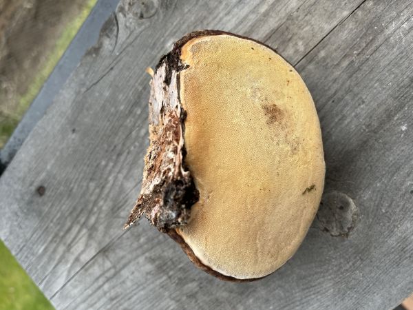 Pr&aacute;chnovec kopytovit&yacute;