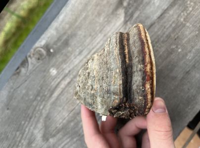 Pr&aacute;chnovec kopytovit&yacute;