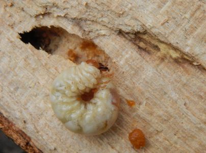 A - nie je v datab&aacute;ze