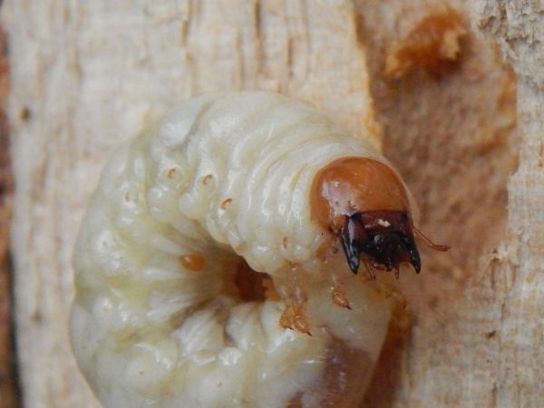 A - nie je v datab&aacute;ze