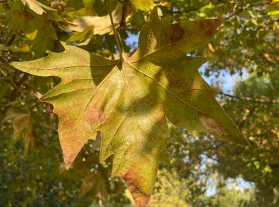 Sietnička platanov&aacute;