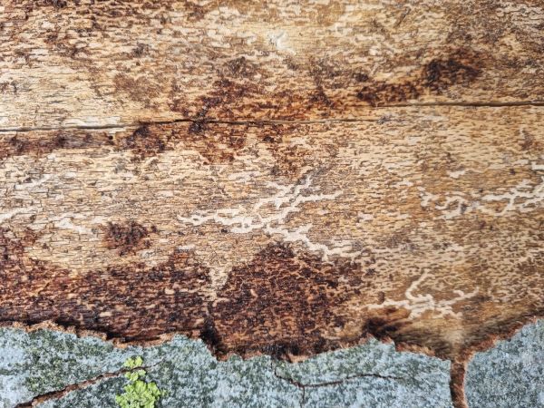 Lykožr&uacute;t bukov&yacute;