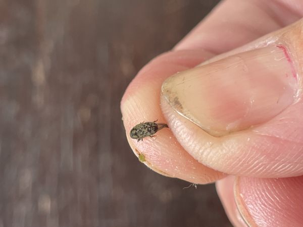 Lykokaz jaseňov&yacute;