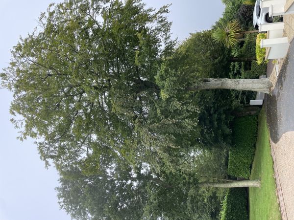 Pr&aacute;chnovec kopytovit&yacute;