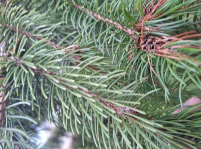 K&ocirc;rovnica zelen&aacute;