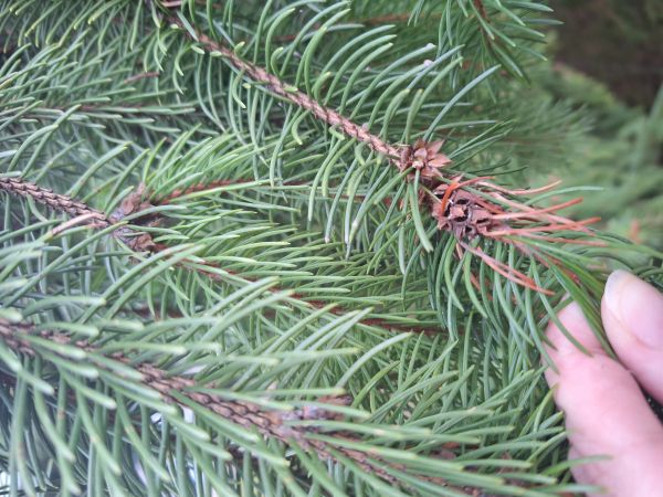 K&ocirc;rovnica zelen&aacute;