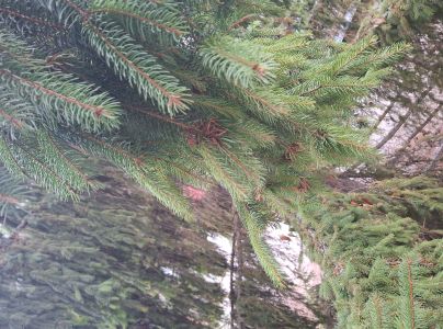 K&ocirc;rovnica zelen&aacute;