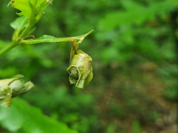 Nos&aacute;nik dubov&yacute;