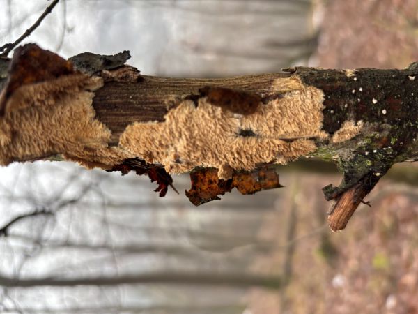 Žilnačka oranžov&aacute;