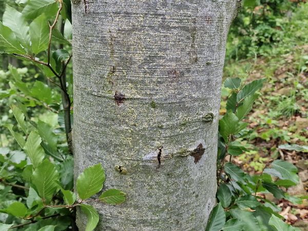 Lykožr&uacute;t bukov&yacute;