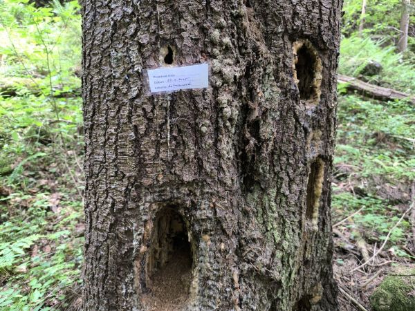 Kr&uacute;žkovanie stromov - ďateľ