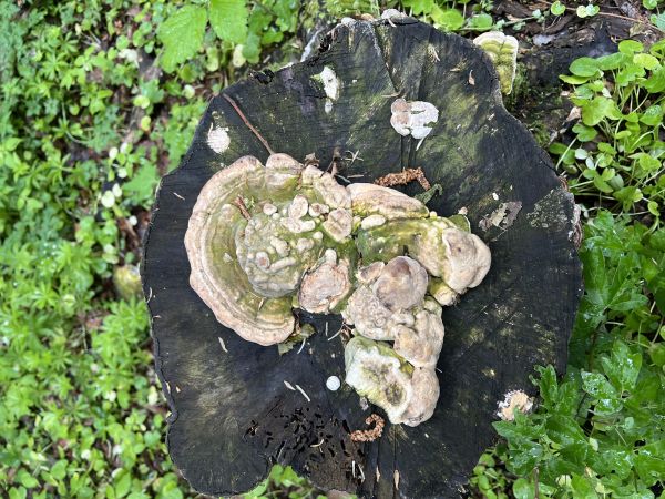 Tr&uacute;dnikovec chlpat&yacute;