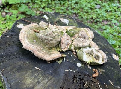 Tr&uacute;dnikovec chlpat&yacute;