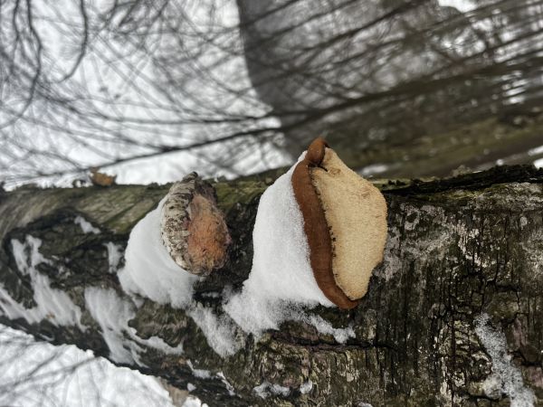 Brezovn&iacute;k obyčajn&yacute;