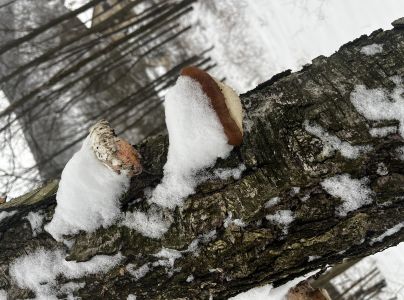 Brezovn&iacute;k obyčajn&yacute;