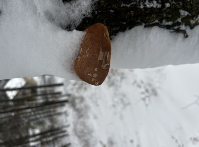 Brezovn&iacute;k obyčajn&yacute;