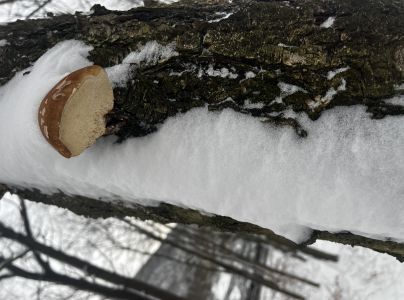 Brezovn&iacute;k obyčajn&yacute;