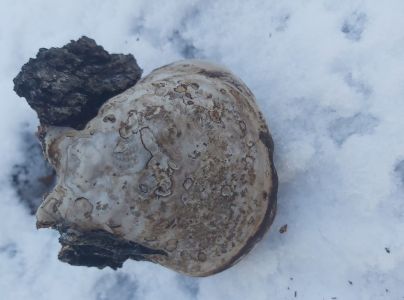 Brezovn&iacute;k obyčajn&yacute;