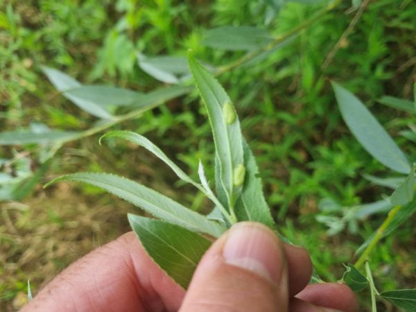 Hrčiarka Pontania proxima