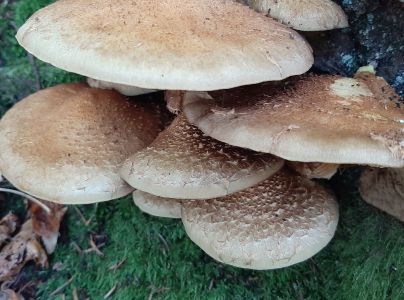 &Scaron;upinovka zhubn&aacute;