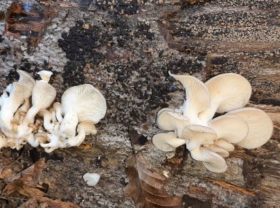 Hliva ustricovit&aacute;