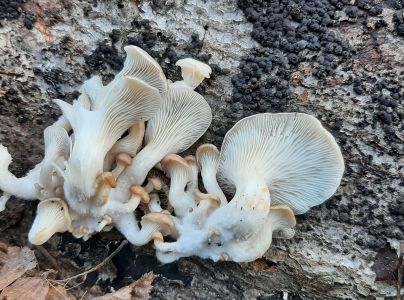 Hliva ustricovit&aacute;