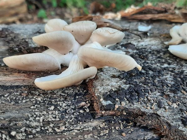 Hliva ustricovit&aacute;