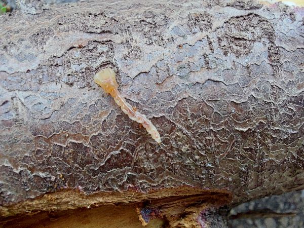 Krasoň borievkov&yacute;