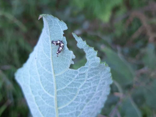 A - nejednoznačne určen&yacute;, nie sme si ist&iacute;