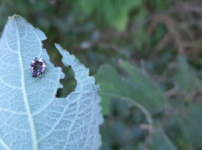 A - nejednoznačne určen&yacute;, nie sme si ist&iacute;