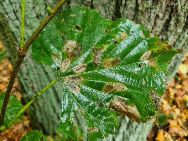 Plosk&aacute;čik lipov&yacute;