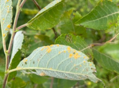 Hnedosp&oacute;rka vŕbov&aacute;