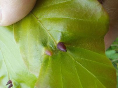 Byľomor bukov&yacute;