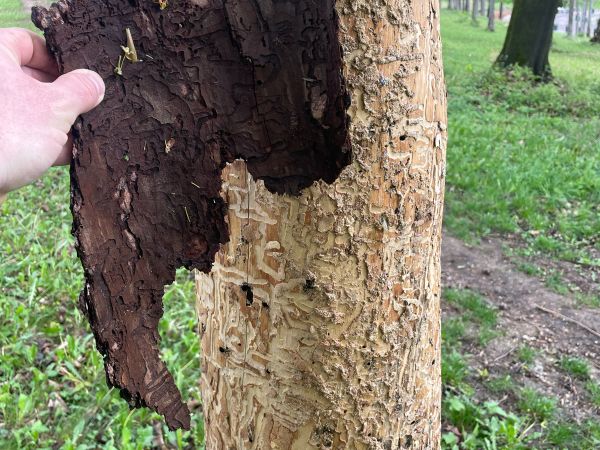 A - nejednoznačne určen&yacute;, nie sme si ist&iacute;