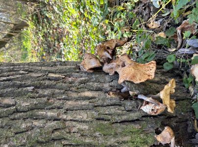 A - nie je v datab&aacute;ze