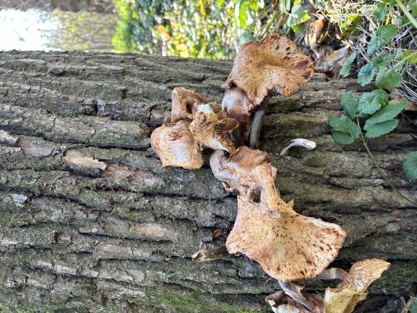 A - nie je v datab&aacute;ze