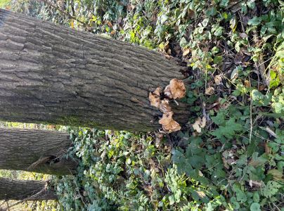 A - nie je v datab&aacute;ze