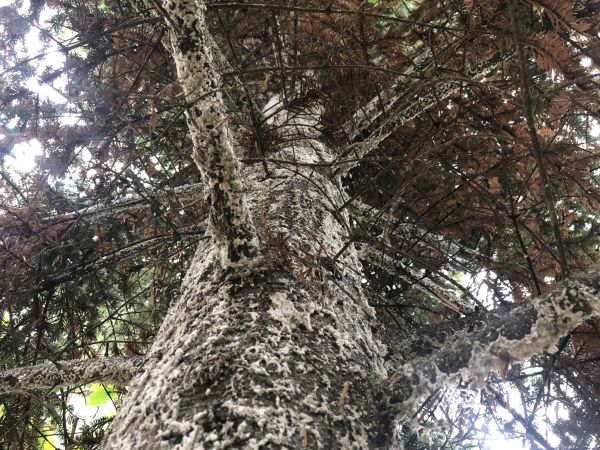 K&ocirc;rovnica jedľov&aacute; 