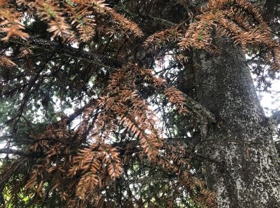 K&ocirc;rovnica jedľov&aacute; 