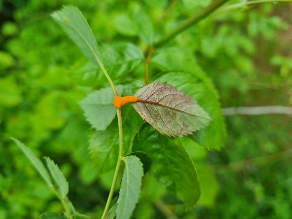 Hrdza ružov&aacute;