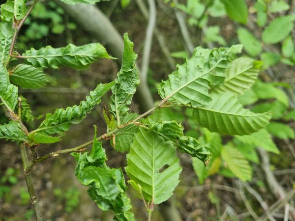 Roztoč Aceria macrotrichus